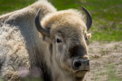 Assiniboine Park & Zoo White Bison