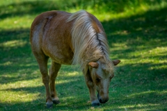 Assiniboine Park & Zoo Miniature Horse 2