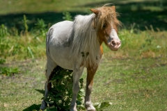 Assiniboine Park & Zoo Miniature Horse
