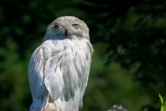Assiniboine Park & Zoo Content Owl