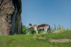 Assiniboine Park & Zoo Wolf in The Distance