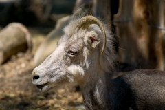 Assiniboine Park & Zoo Goat in Thought 2