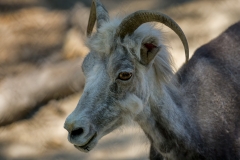 Assiniboine Park & Zoo Goat in Thought