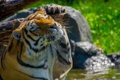 Assiniboine Park & Zoo Good Scratch