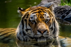 Assiniboine Park & Zoo Tiger Pond