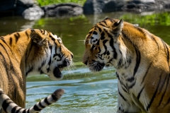 Assiniboine Park & Zoo Tiger Meeting 3