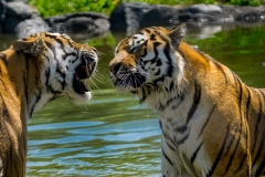 Assiniboine Park & Zoo Tiger Meeting 2