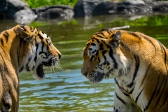 Assiniboine Park & Zoo Tiger Meeting