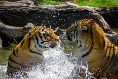 Assiniboine Park & Zoo Tigers at Play