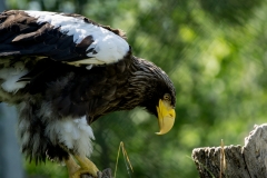 Assiniboine Park & Zoo Sea Eagle