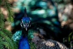 Assiniboine Park & Zoo Peafowl