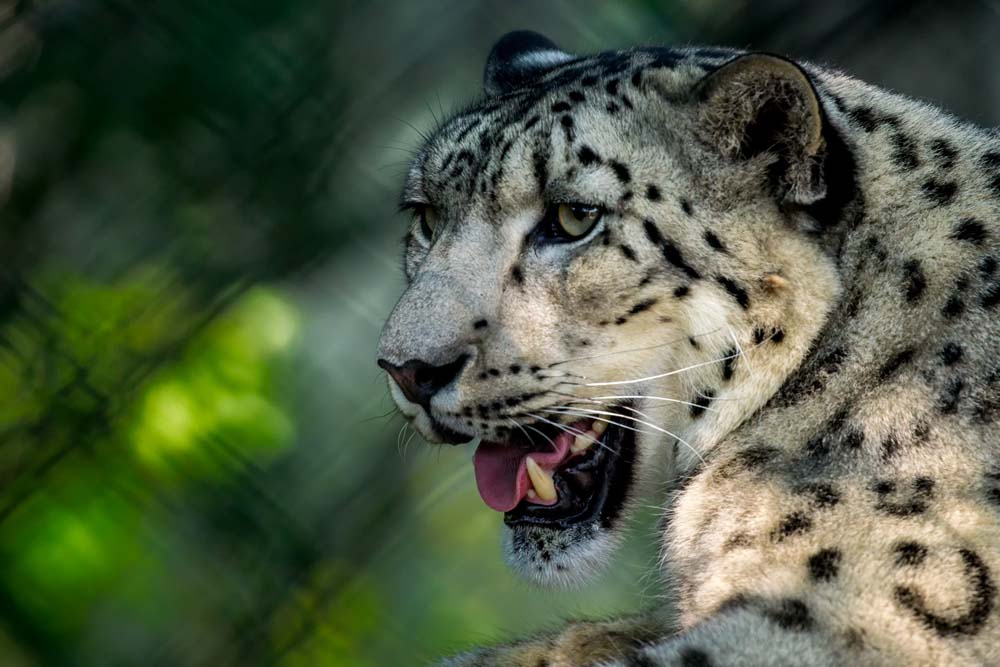 Snow Leopard in Zoo